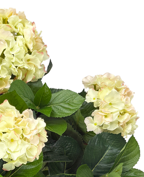 Kunstig Hortensia Deluxe Lys Fersken UV 53 cm