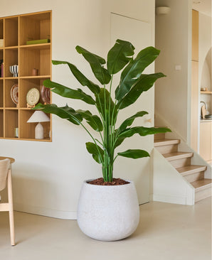 Kunstig Strelitzia Nicolai Deluxe 180cm