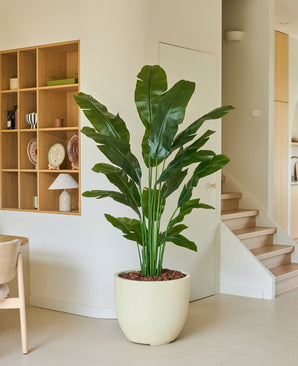 Kunstig Strelitzia Nicolai Deluxe 195cm