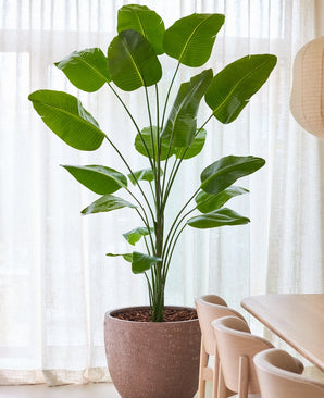 Kunstig Strelitzia Real Touch 240cm