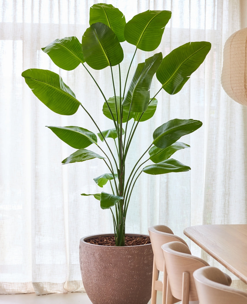 Kunstig Strelitzia Real Touch 240cm