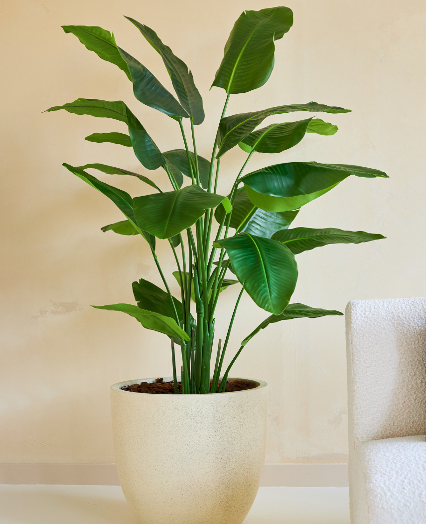 Kunstig plante Strelitzia Real Touch Deluxe 180cm