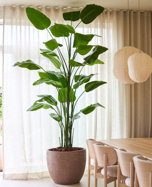 Kunstig plante Strelitzia Real Touch Deluxe 300cm