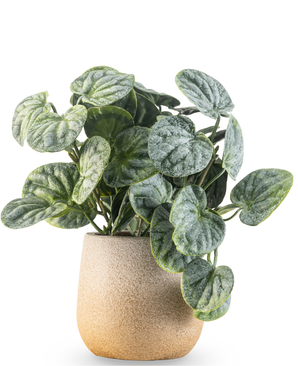 Kunstig Peperomia Busk 18 cm