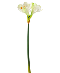 Kunstig Amaryllis Blomst Hvit 66cm