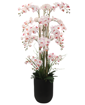 Eksklusiv Kunstig Phalaenopsis Real Touch Orkidé Rosa/Hvit 150cm