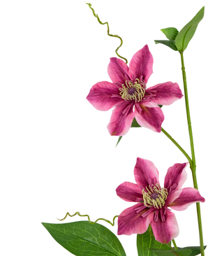 Kunstig Clematis Gren Fuchsia 78 cm