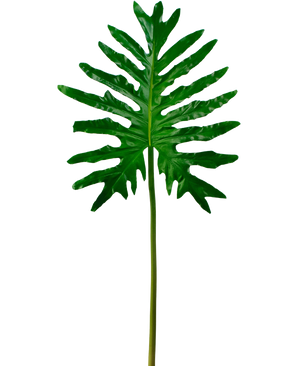Kunstig blad Philodendron 90cm