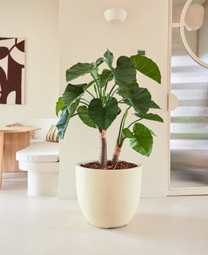 Kunstig Alocasia 120cm