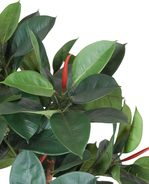 Kunstig Gummiplante 75 cm