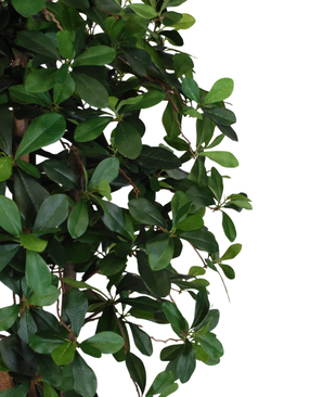 Kunstig  Schefflera Plante 85cm