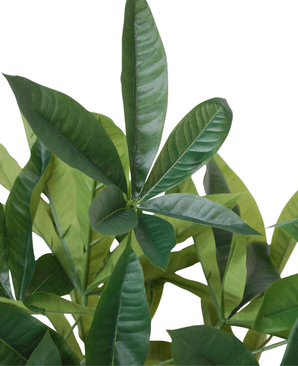 Kunstig Pachira Minitre 70 cm