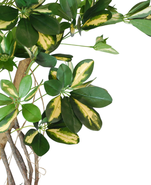 Kunstig Schefflera Unik Gulgrønn 120cm