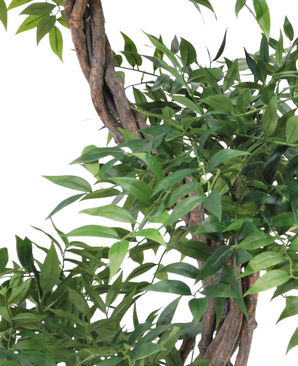 Kunstig Ruscus Tre Crazy 120cm