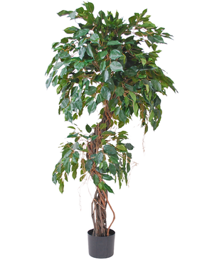 Kunstig Fikus Twist 150 cm