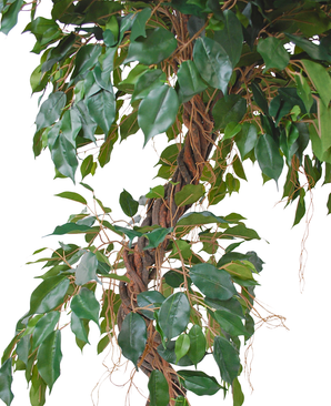 Kunstig Fikus Twist 150 cm