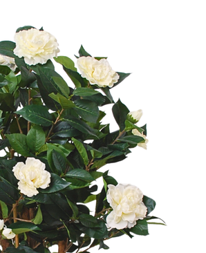 Kunstig Camellia Tre Hvit 100cm