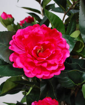 Kunstig Camellia Tre Fuchsia 100cm