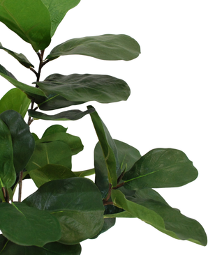 Kunstig Fiolinfiken 60cm