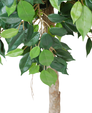 Kunstig Fikus Benjamin Tre 150cm