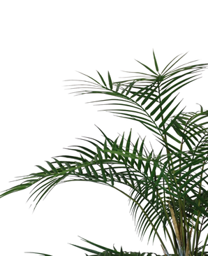 Kunstig Areca Fjær-Palme 150cm