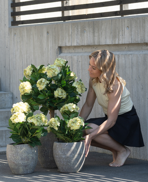 Kunstig Hortensia Busk Grønn/Gul UV 50cm