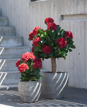 Kunstig Hortensia Ball Rød UV 75 cm
