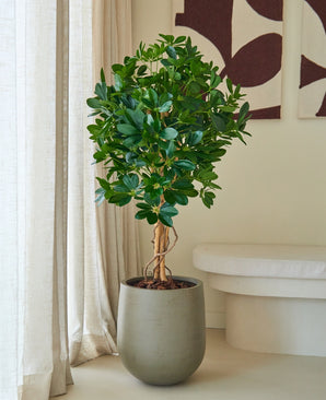 Kunstig Schefflera 120cm