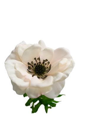 Kunstig Anemone Real Touch Rosa 52 cm