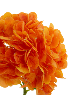 Kunstig Charlotte Hortensia Real Touch Oransje 49 cm