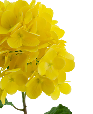 Kunstig Hortensia Stilk Real Touch Gul 58cm