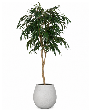 Kunstig Gråtende Fiken 180cm m/ Lys Grå potte