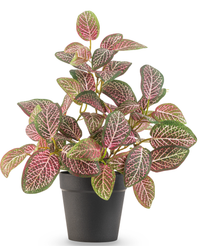 Kunstig Fittonia Rød i Potte UV 25cm