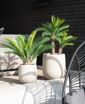 Kunstig Cycas Palme Deluxe UV 70cm