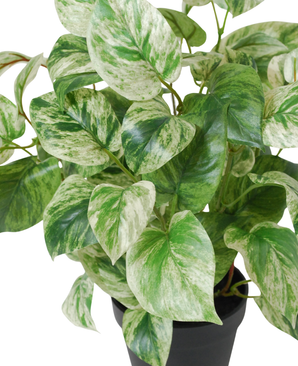 Kunstig Gullranke Grønnhvit i Potte UV 35cm