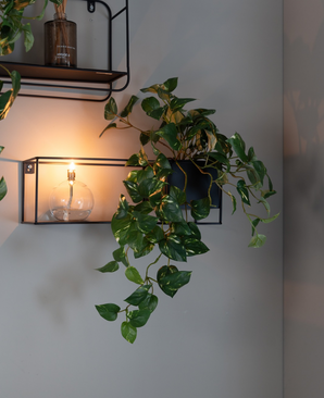 Kunstige Hengende Gullranke i Potte UV 50cm