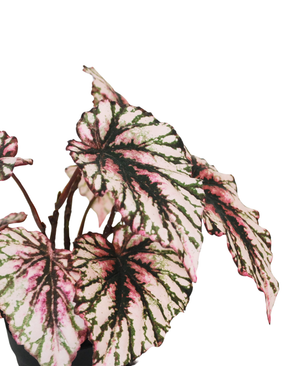 Kunstig Begonia i Potte Lilla UV 25cm