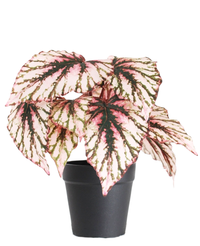 Kunstig Begonia i Potte Lilla UV 25cm
