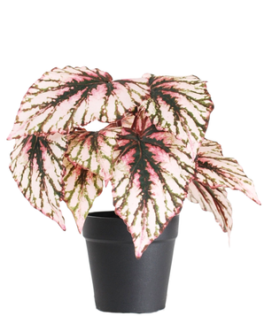 Kunstig Begonia i Potte Lilla UV 25cm