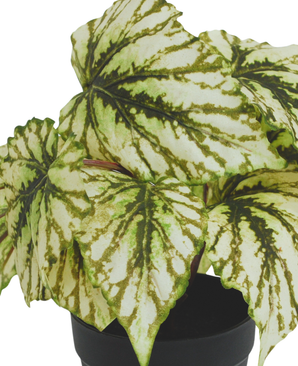 Kunstig Begonia i Potte Grønn UV 25cm