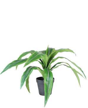 Kunstig Dracaena i Potte UV 50cm
