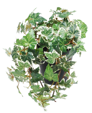 Kunstig Eføy Deluxe Grønnhvit UV i Potte 22cm