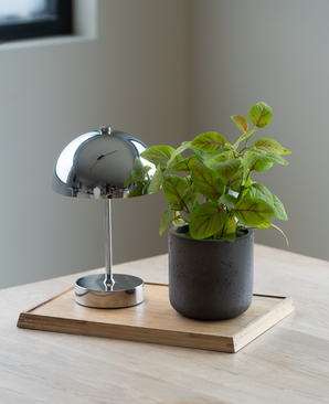 Kunstig Fittonia i Potte UV 25cm