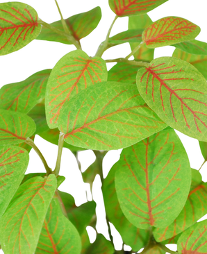 Kunstig Fittonia i Potte UV 25cm