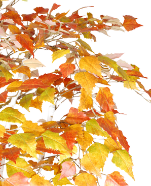 Kunstig Nordisk Høstbjørk 150cm