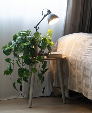 Kunstige Hengende Gullranke i Potte UV 80cm