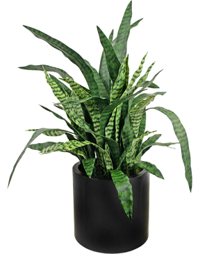 Kunstig Sansevieria Deluxe i Sort Krukke 110cm