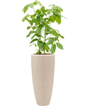 Baq Polystone Plain Partner Natural H70cm x D30cm