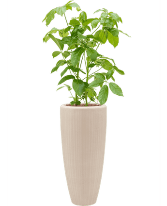 Baq Polystone Plain Partner Natural H70cm x D30cm
