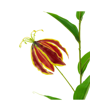 Kunstig Gloriosa Real Touch Rød 75 cm